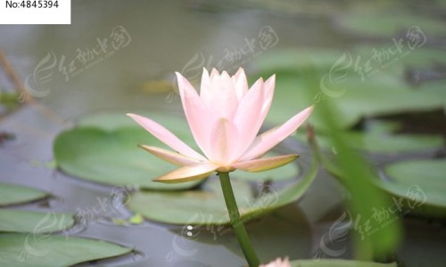 雄性动物是什么意思-雄性动物是什么意思-雄性动物有哪些,中国雄性动物区别网站