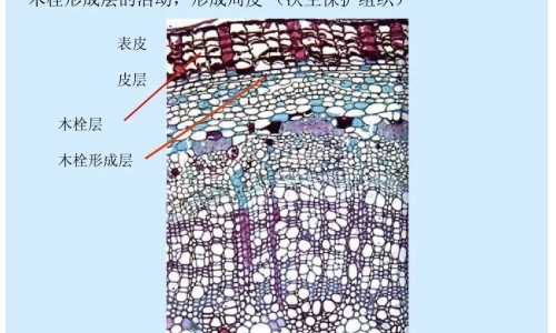 雄性动物是什么意思-雄性动物有哪些,中国雄性动物区别网站